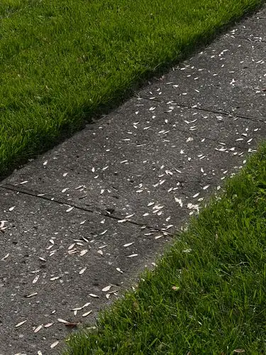 Nature's confetti decorates a quiet path.
